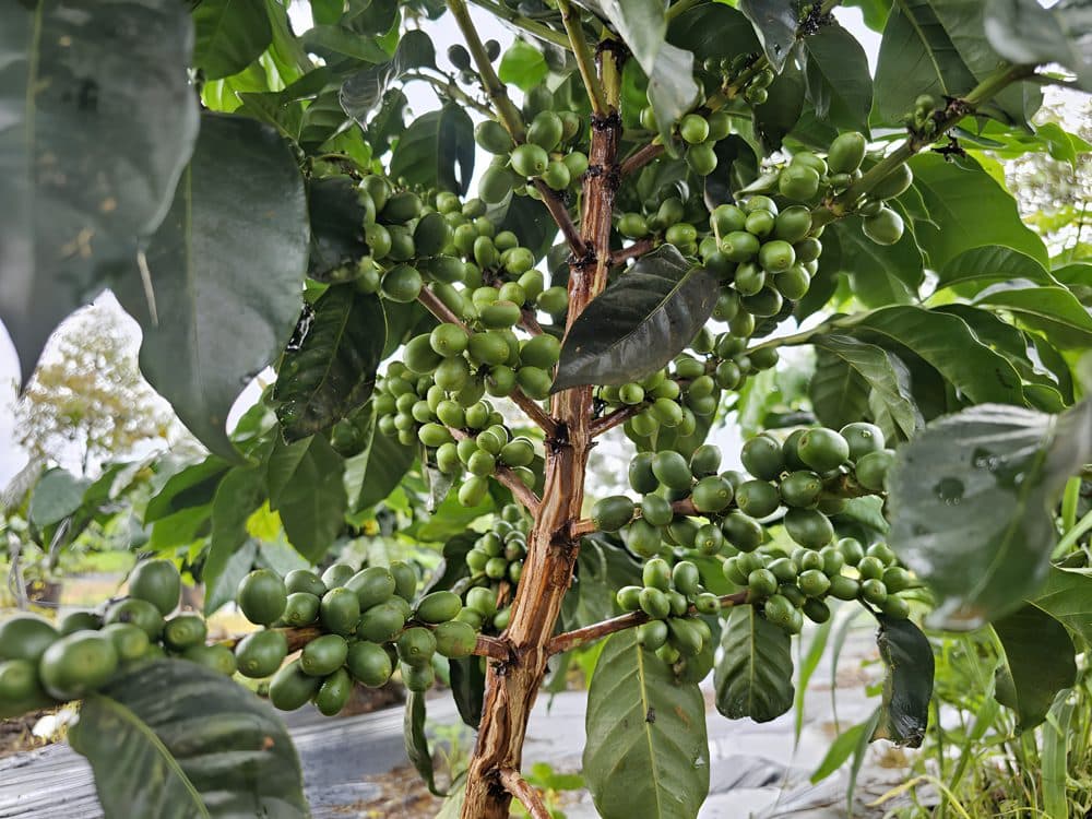 Cà phê Arabica bước vào kỳ thu hoạch