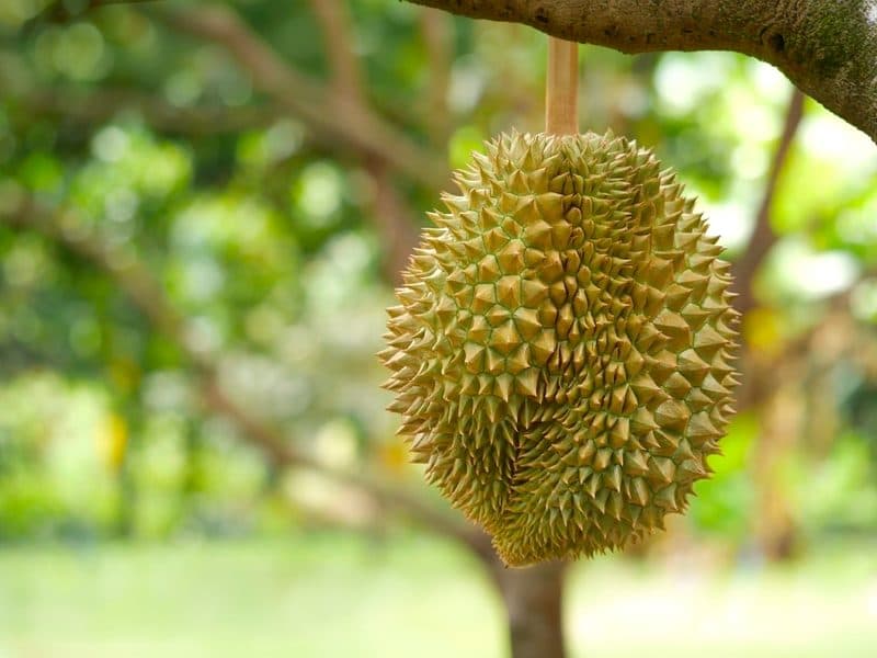 Sầu riêng Monthong, Musang King